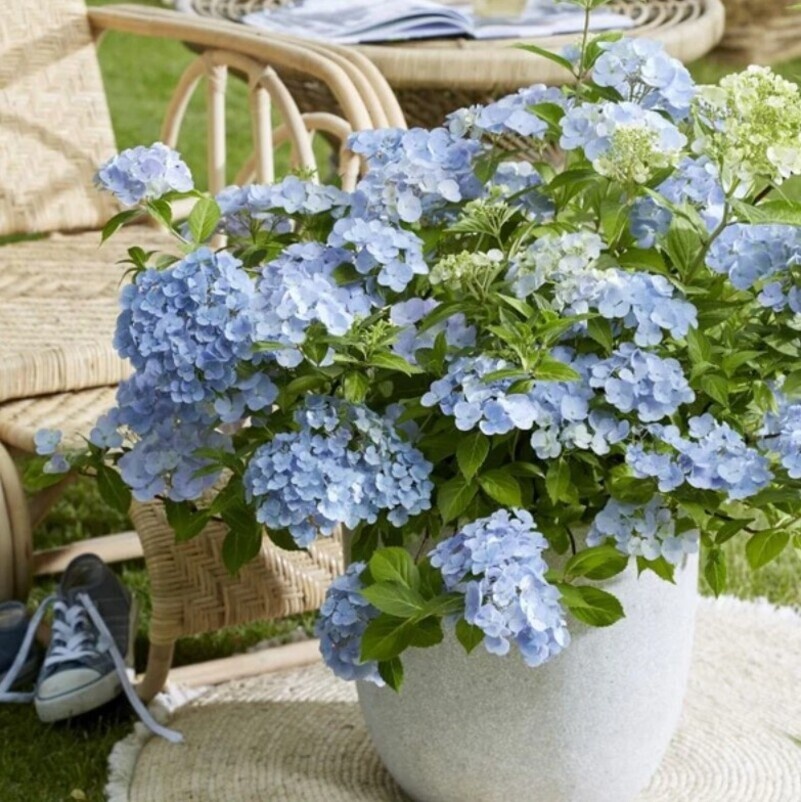 Фото: при выращивании гортензии Френч Болеро в контейнерной культуре цветение начинается с конца мая