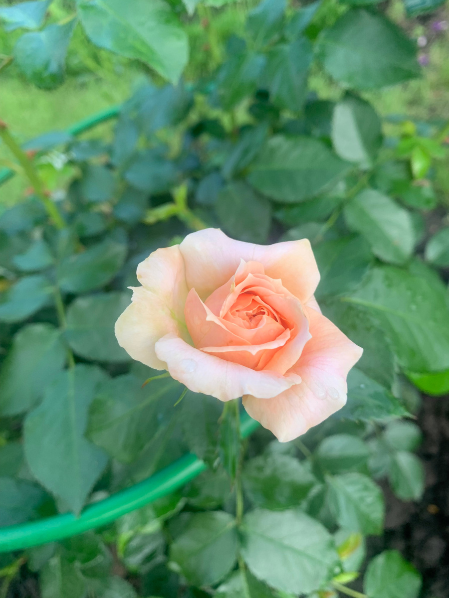 роза Кремоза