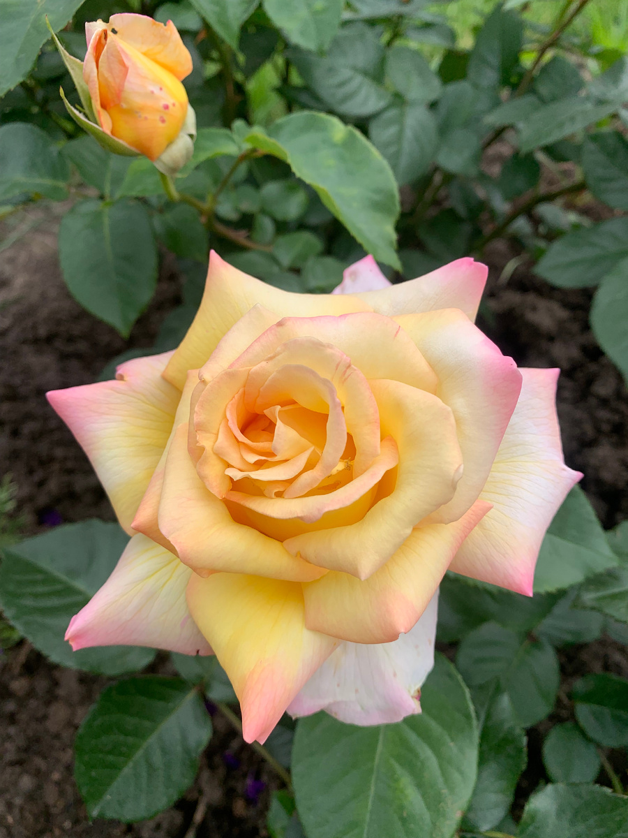 роза Глория Деи