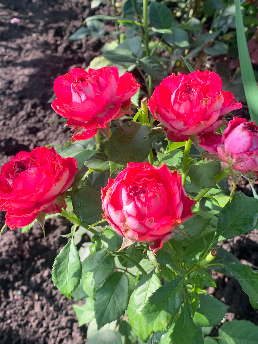 роза Эсмеральда