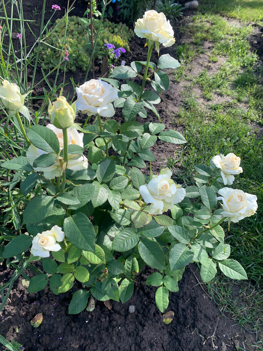 роза Ломоносов.