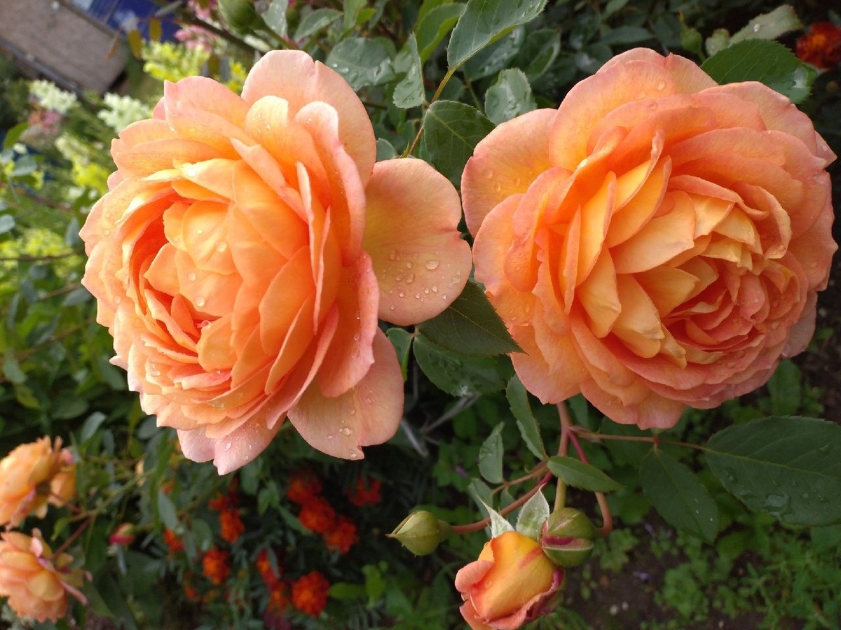 роза Леди оф Шалот, фото из свободного источника.