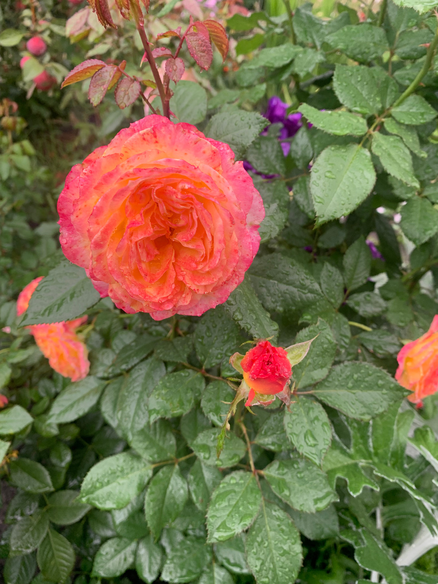 роза Гартеншпас, все фото автора.