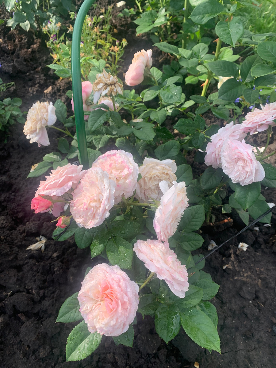 роза Костанс, все фото автора