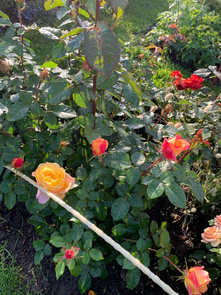 роза Пульман Ориент Экспресс.