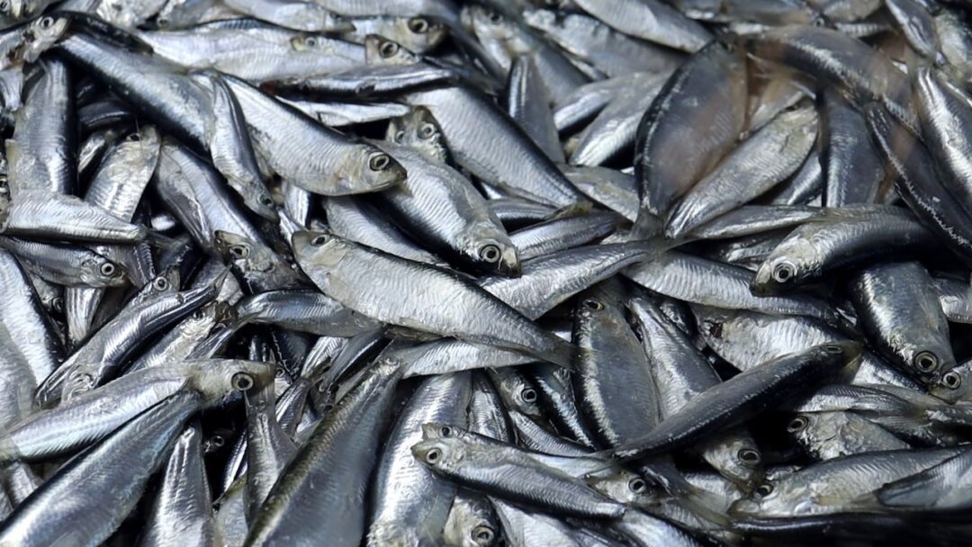 Фото Азово-Черноморского межрегионального управления Россельхознадзора