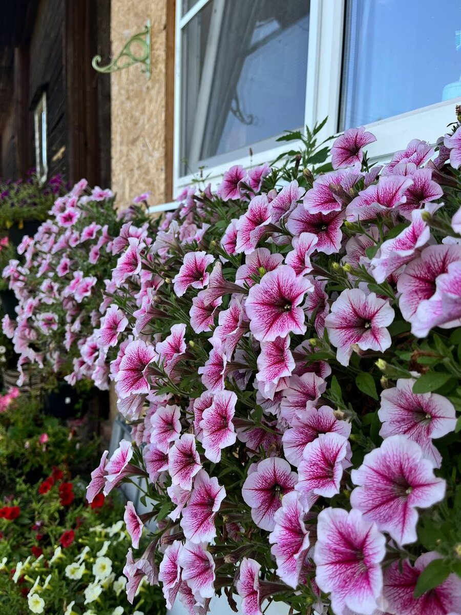 Петуния ампельная Opera suprime rastberry ice