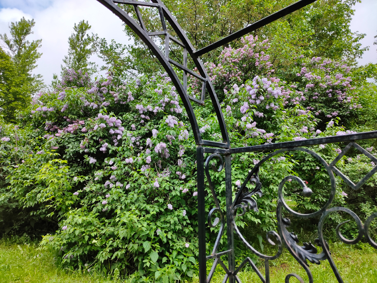 Декоративные элементы украшающие Сиреневый бульвар