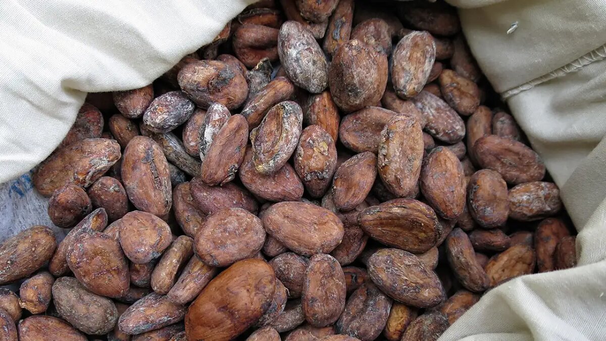    Какао-бобы.