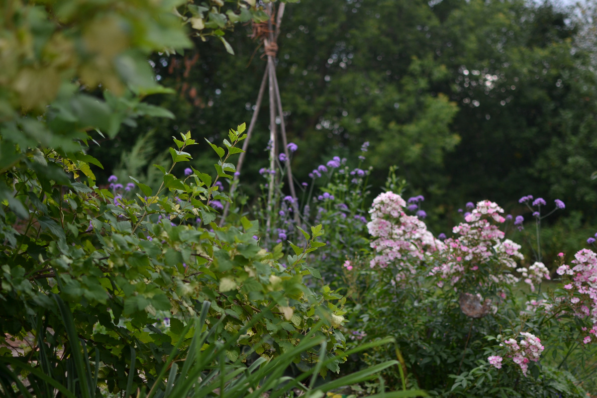 Вербена бонарская и роза Балерина в моем саду