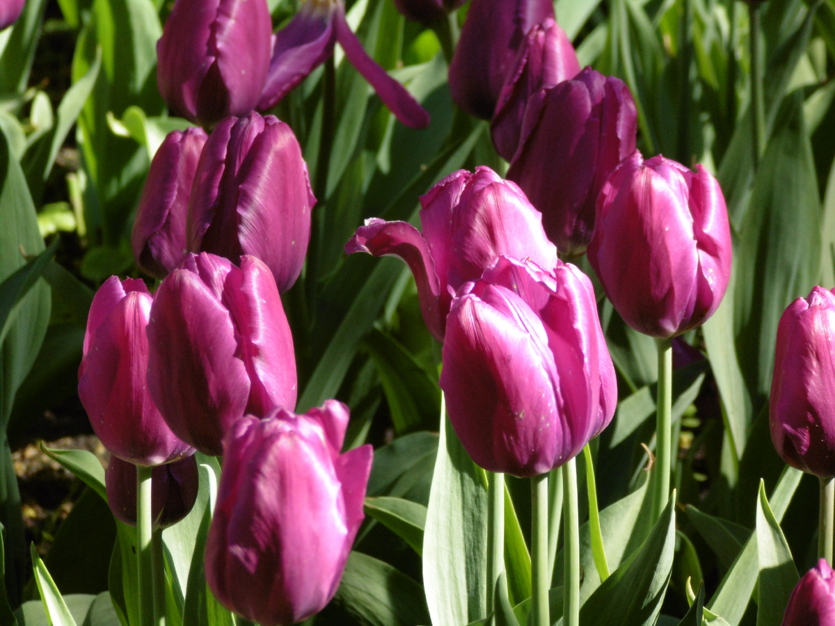 Елагинские тюльпаны. Фото автора