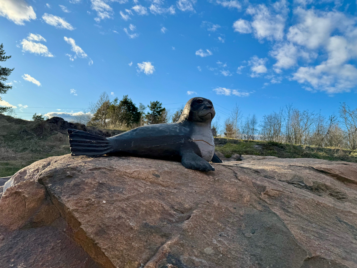 Нерпа на вокзале
