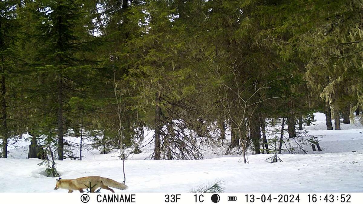    Hunter Camera — лисица 13.04.24 16-43 stalker