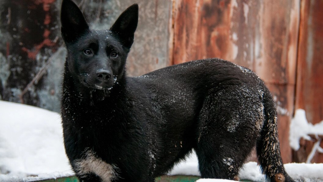    © Svetlana Vozmilova/Globallookpress