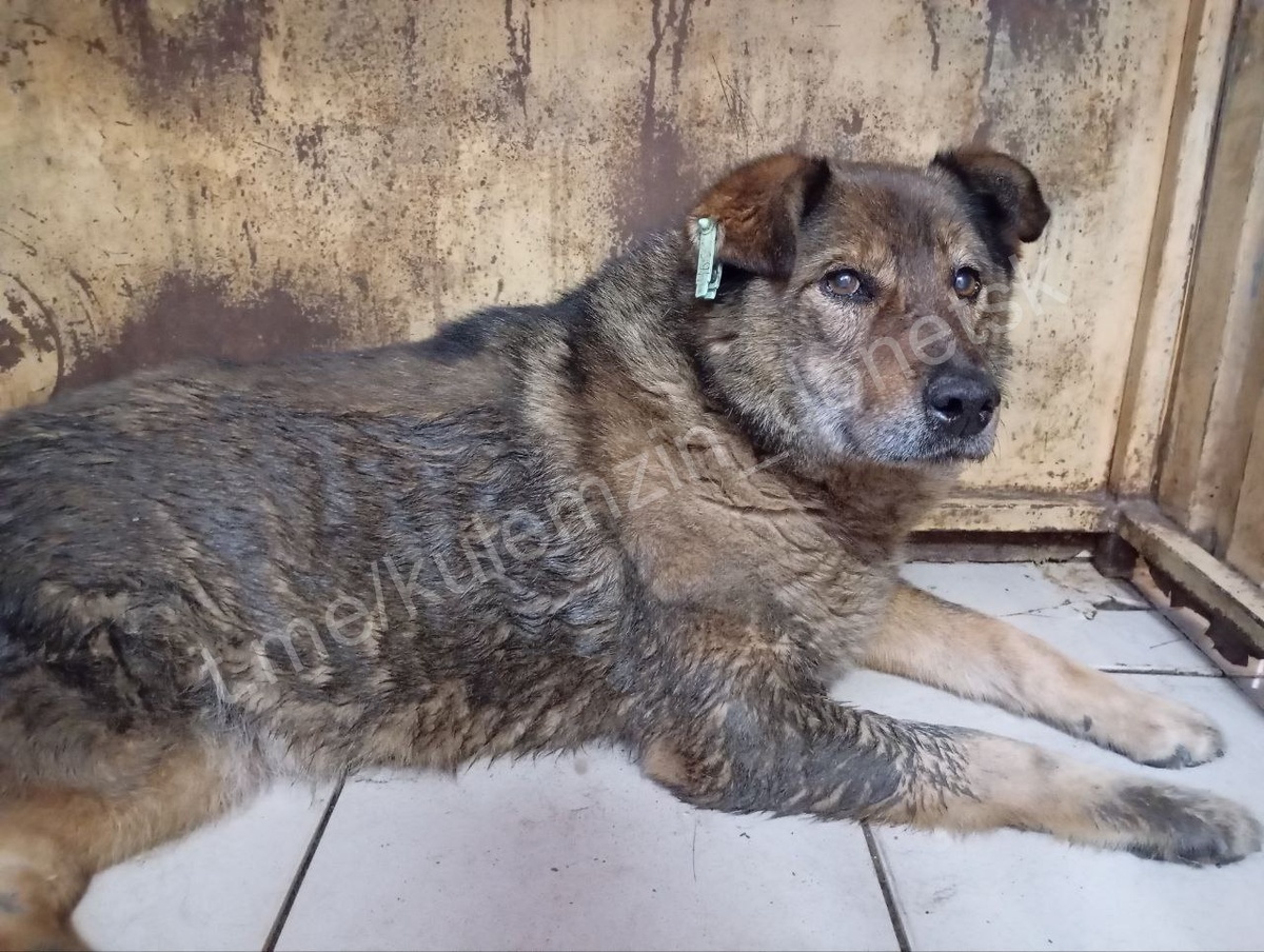 
ТГ-канал Алексея Кулемзина