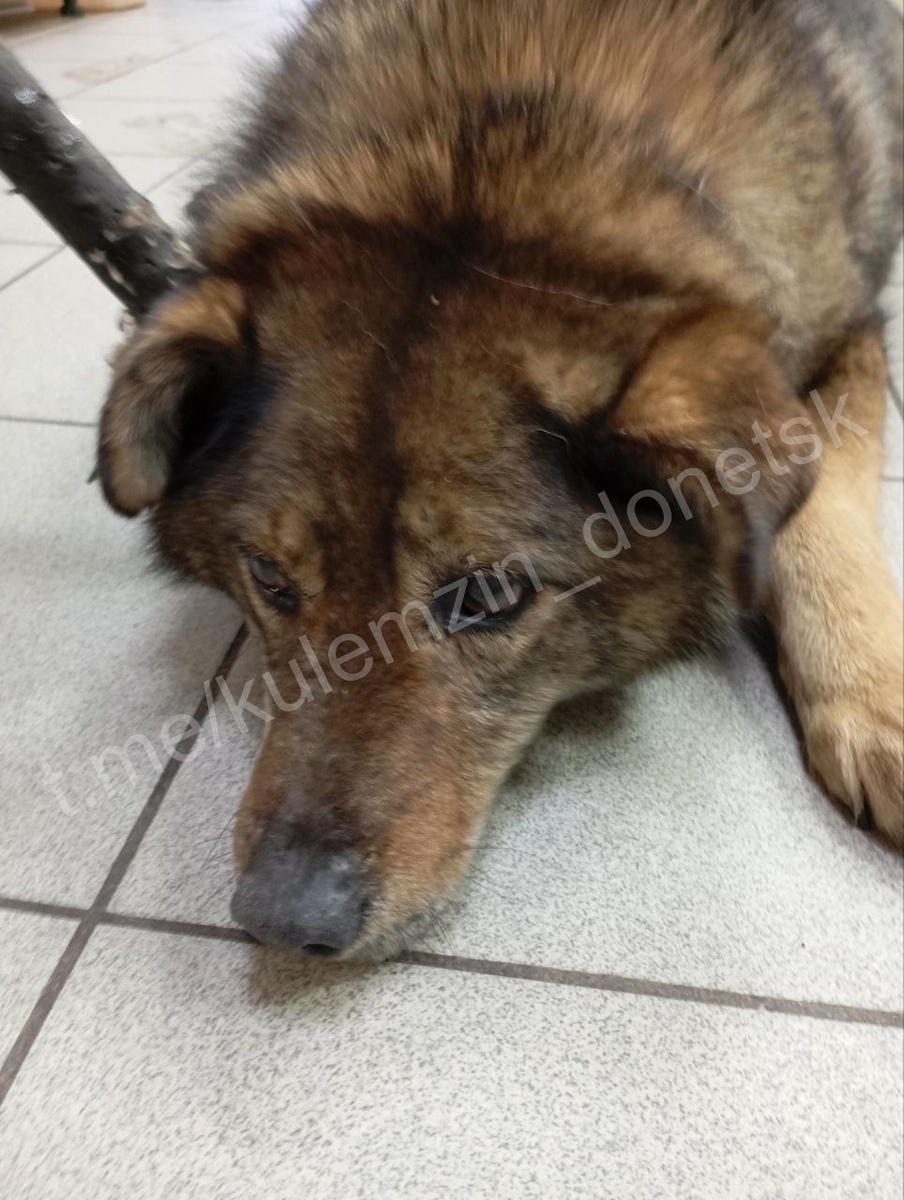 
ТГ-канал Алексея Кулемзина