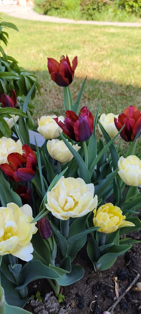 Газон еще не зазеленел, а эти милахи нас уже радуют на весеннем солнышке