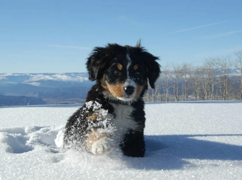 Больше интересного в нашем Telegram-канале! https://t.me/grand_prix_pet_food