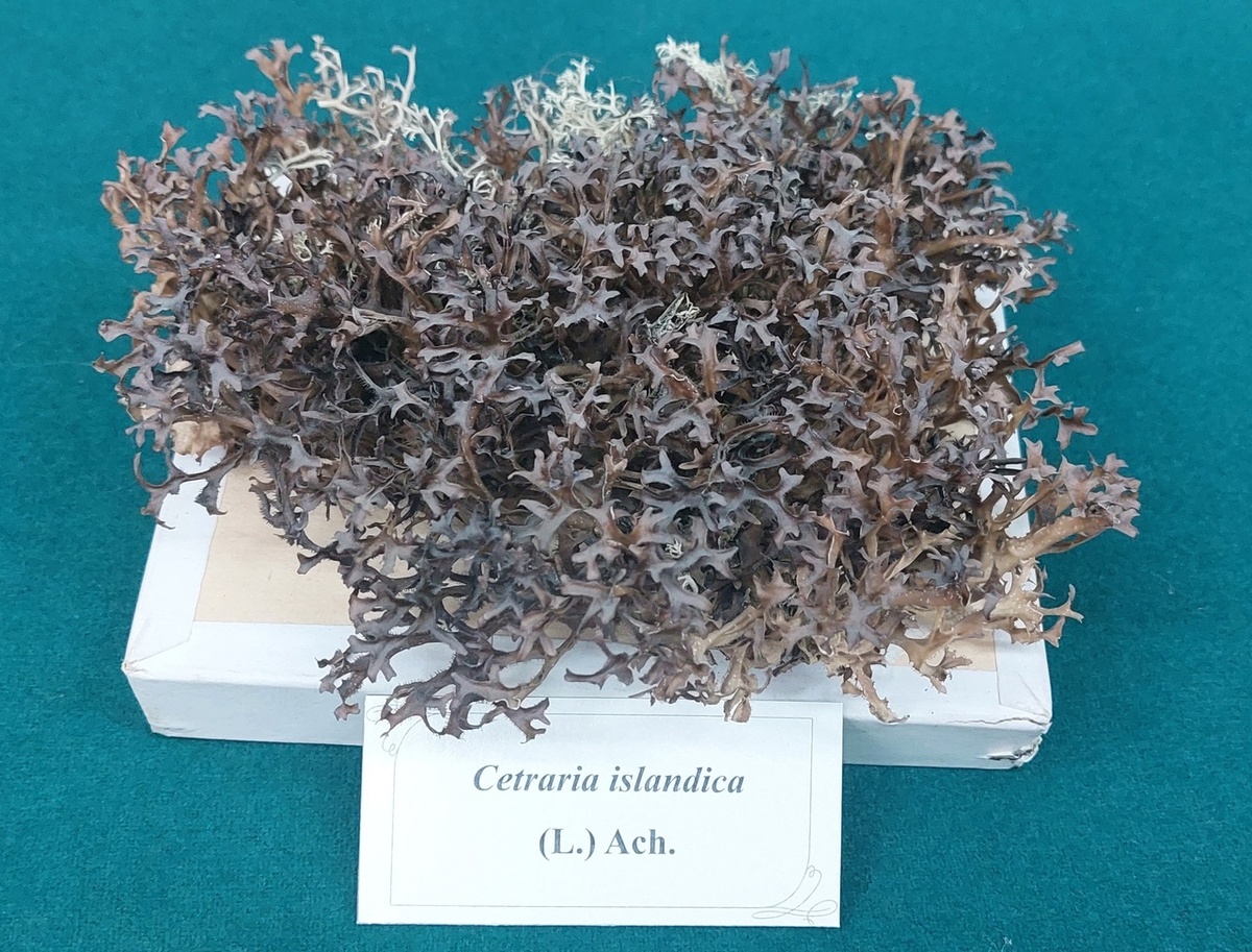 Цетрария исландская. Из фондов Зоологического музея и гербария