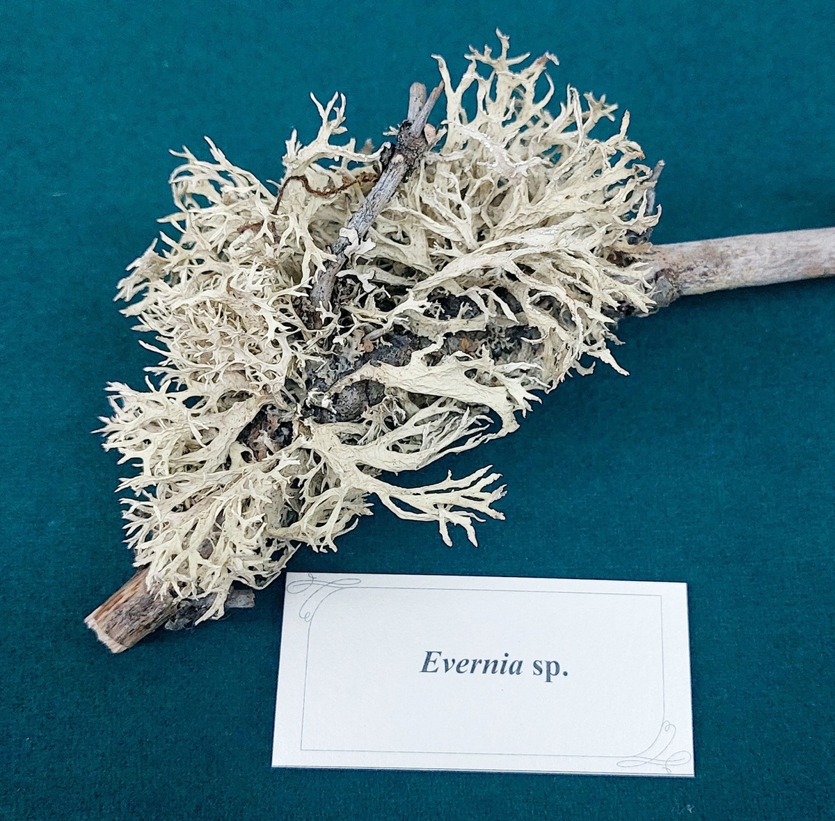 Эверния. Из фондов музея