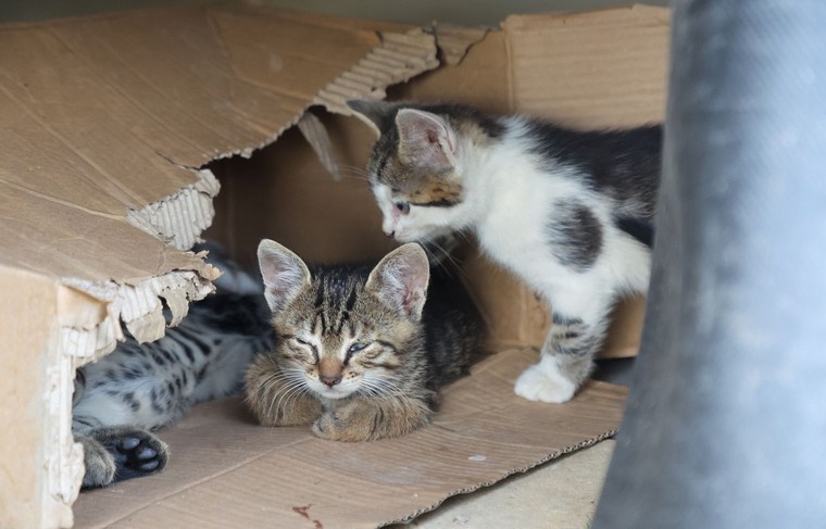    Алексей Белкин/NEWS.ru