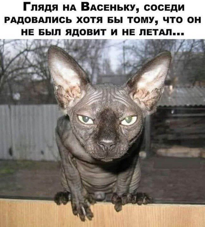 Так выглядит кот-хейтер в моем воображении