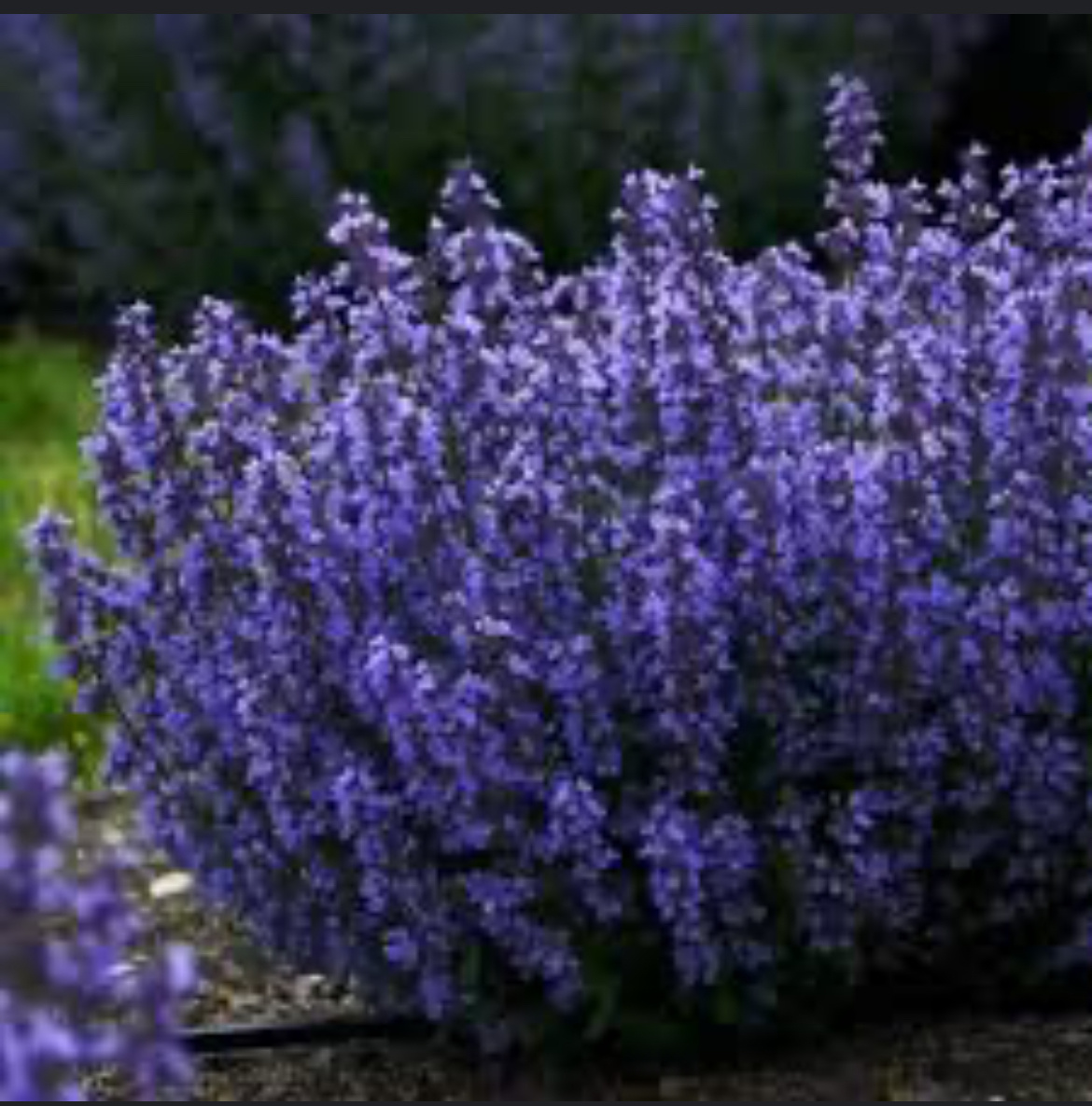 Котовник. Фото из интернета 