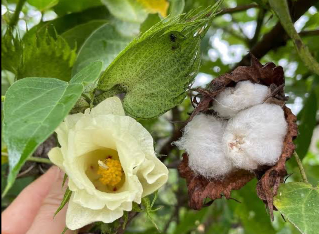 Хлопок. Фото из интернета 