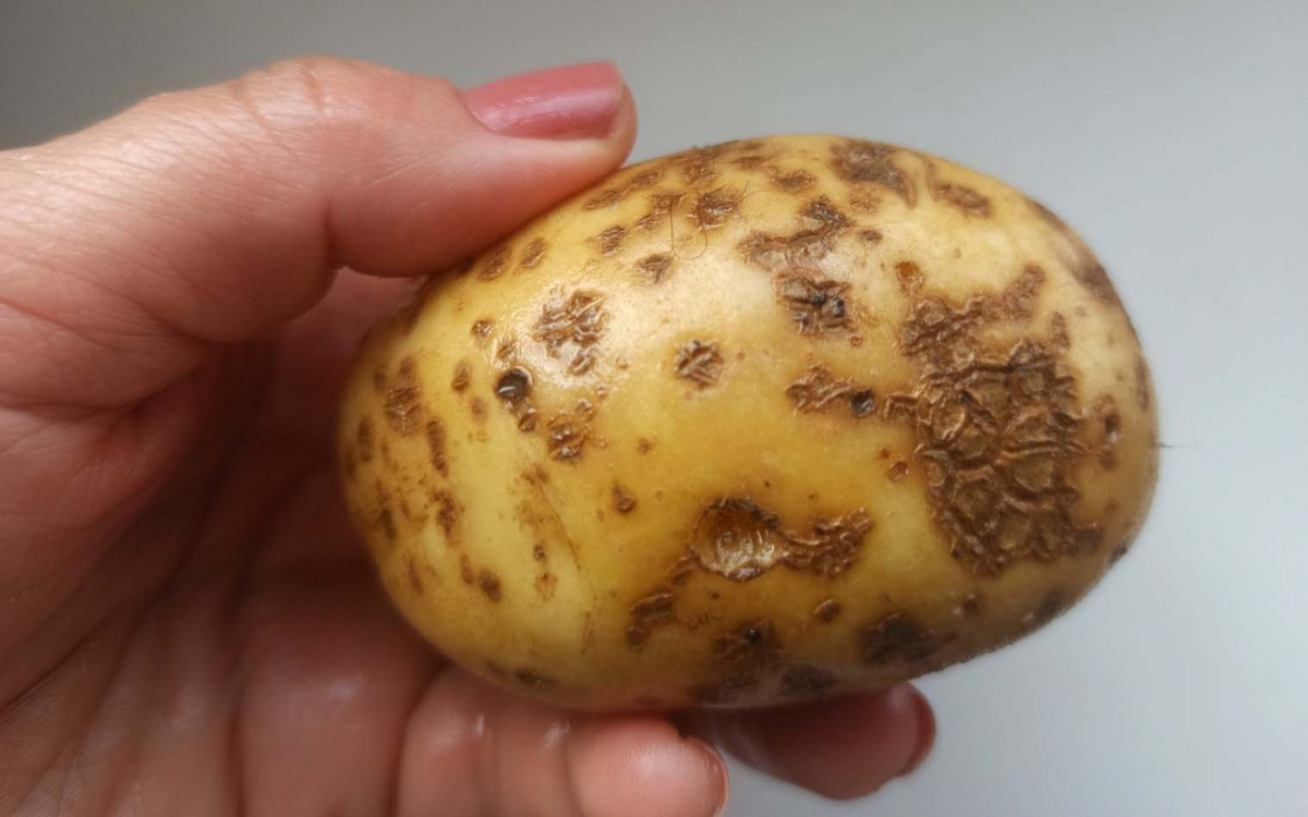 © Клубень картофеля в руке / grodno24.com