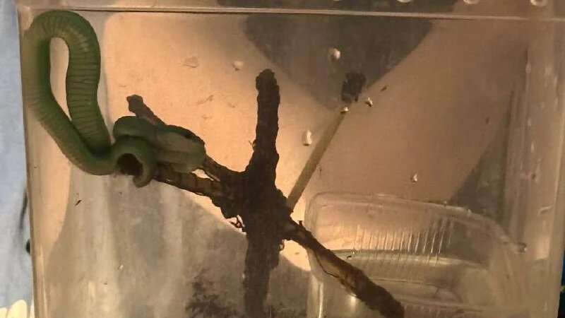     Петербуржец попал в реанимацию из-за его ядовитого питомца Telegram-канал Скорой помощи Ленобласти