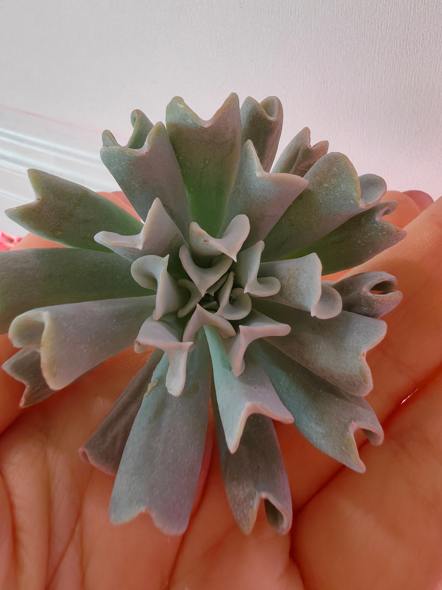 Макушка Топси Турви