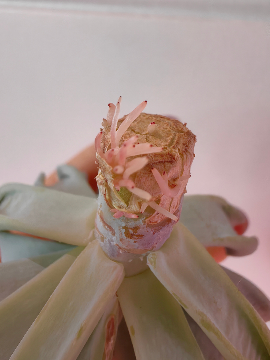 Топси Турви дала корни спустя 22 дня .