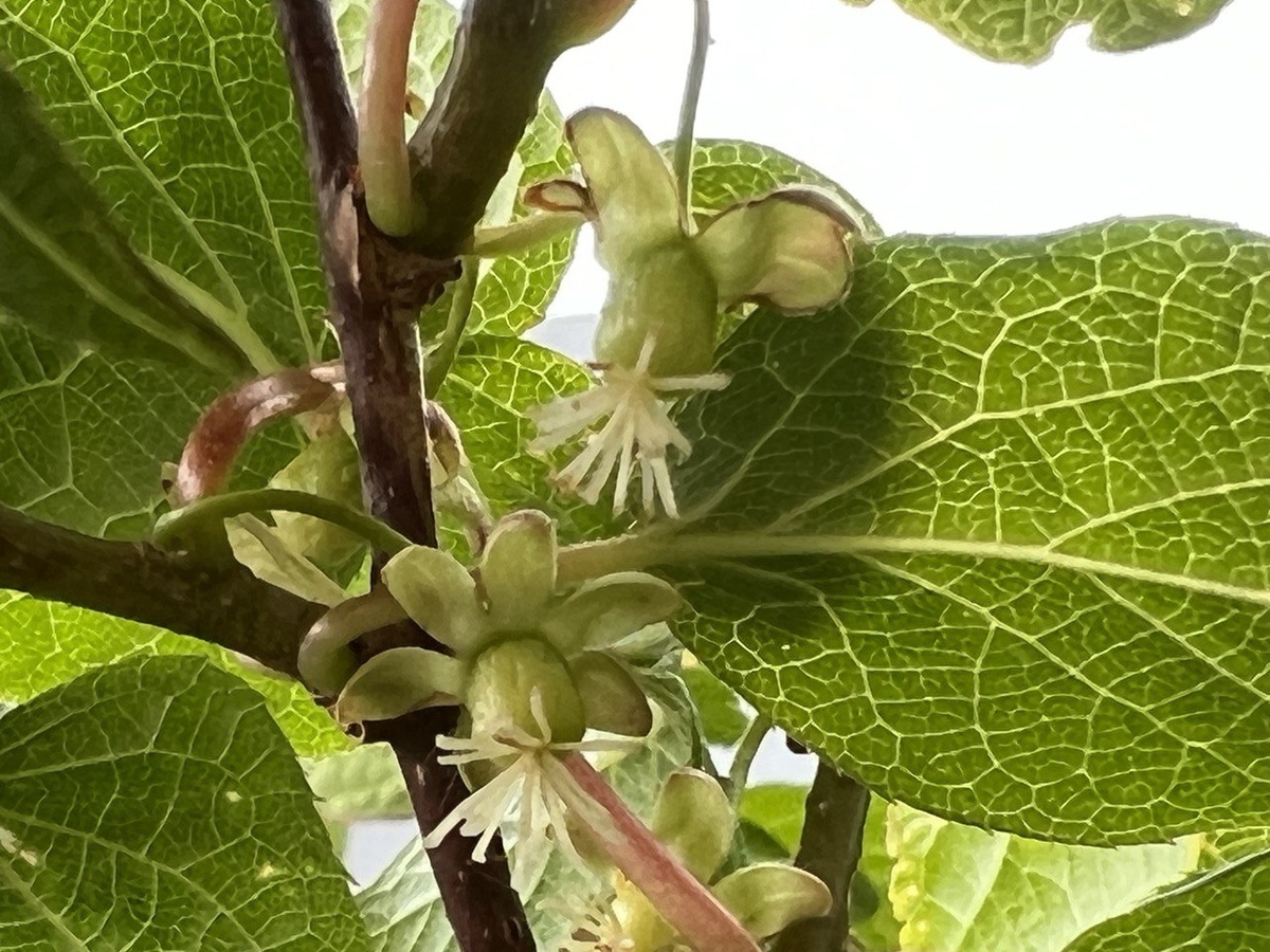 Актинидия — двудомное растение. Фото автора Дом с кипарисами