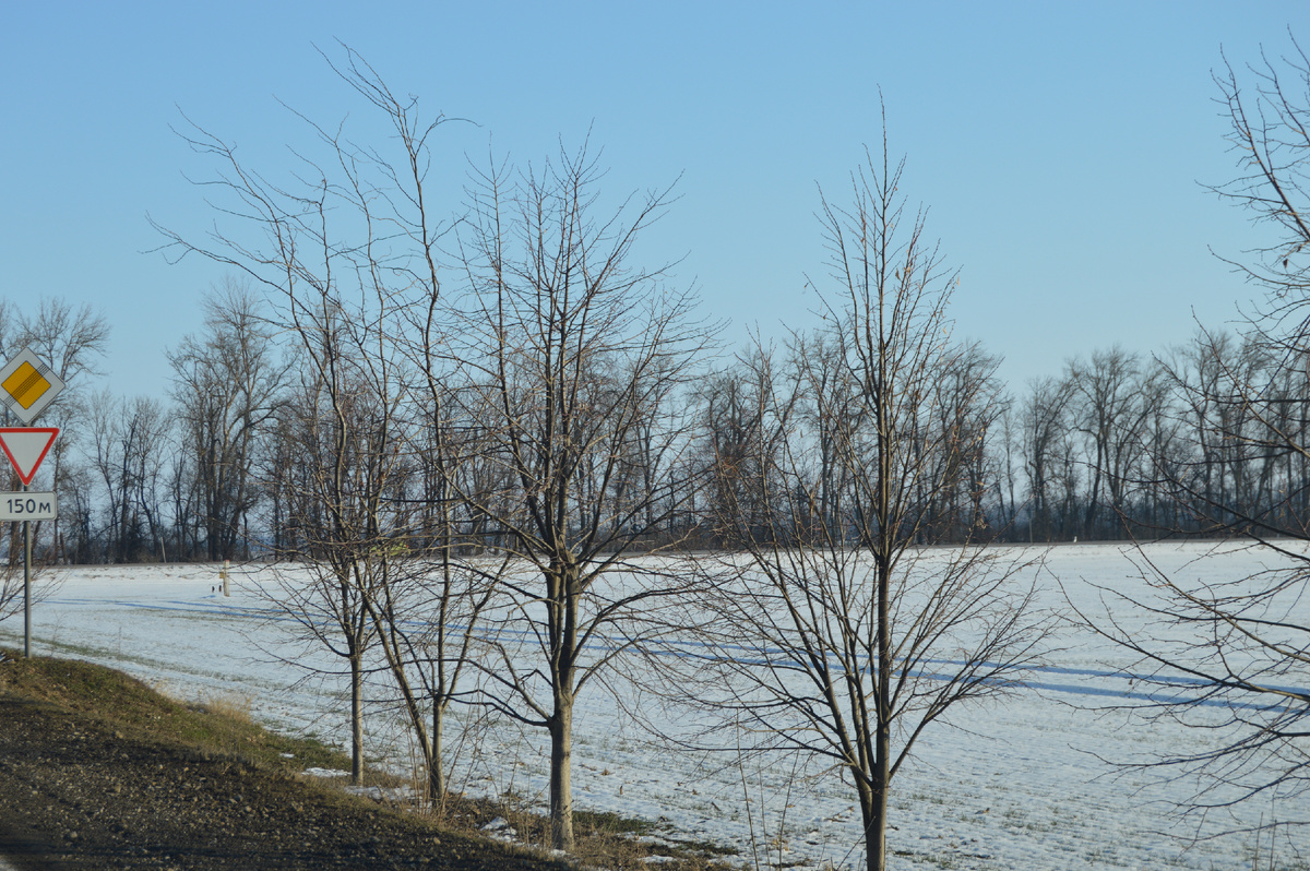 Фото автора. 26.02.2025. Станица. Заснеженное поле агрофирмы.