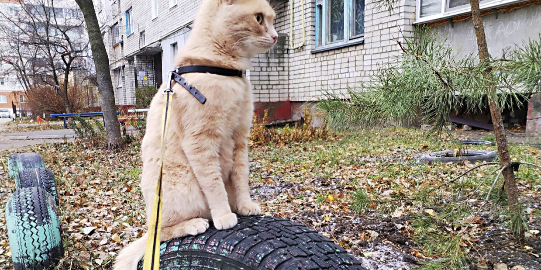 Кошке – дом!