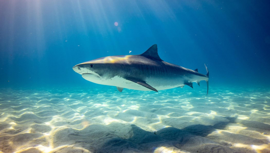 Фото: Gerald Schömbs, unsplash