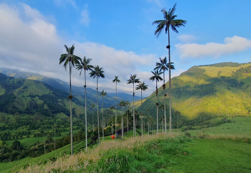 Долина Кокора, провинция Киндио, авторский тур по Колумбии