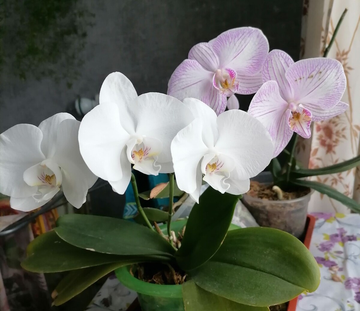 А дома у меня цветут орхидеи