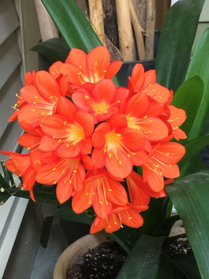 Кливия. Источник фото  Pinterest