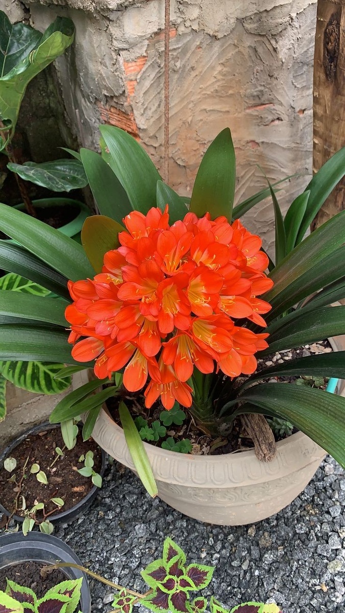 Кливия. Источник фото Pinterest