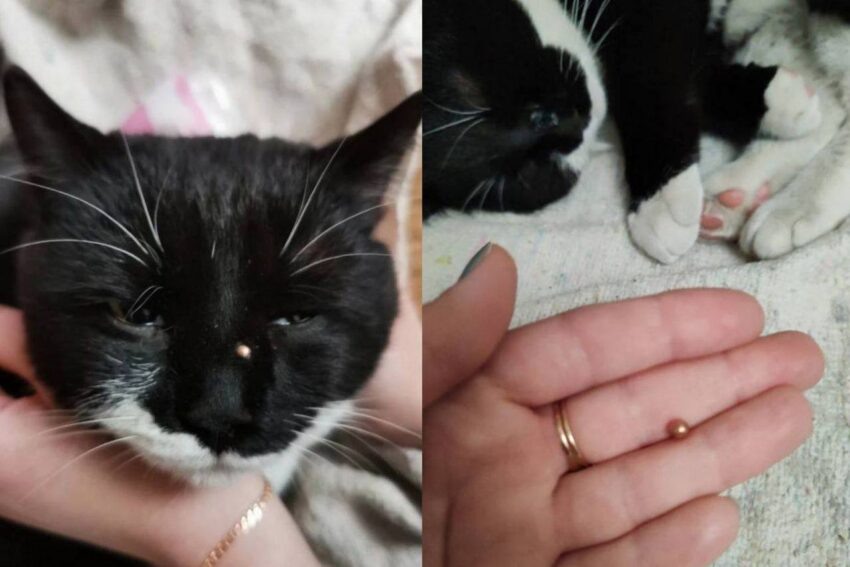    «Подслушано Лиски».