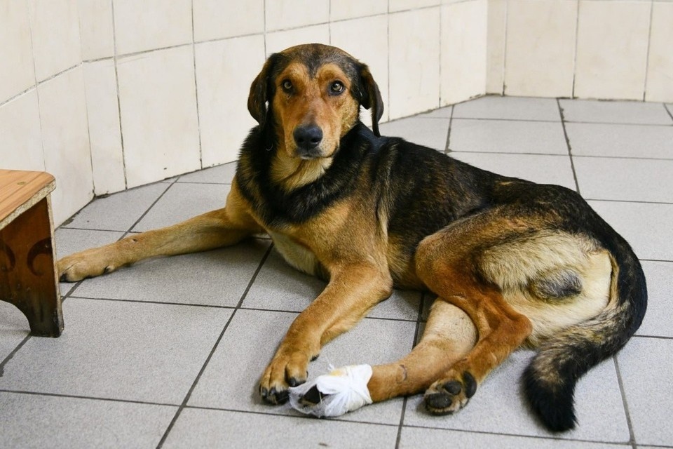    В приюте помогают животным, оказавшимся в беде, и дают им шанс на новую жизнь. Фото: Администрация Донецка