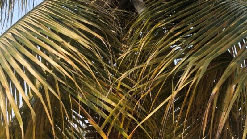     Кокосовая пальма. Предоставлено altapress.ru.