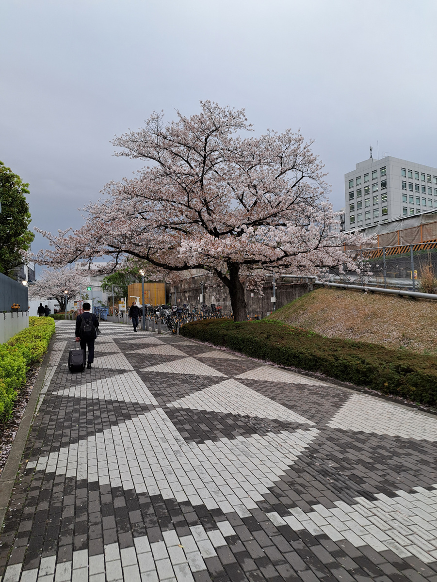 Сакура по пути от метро до отеля