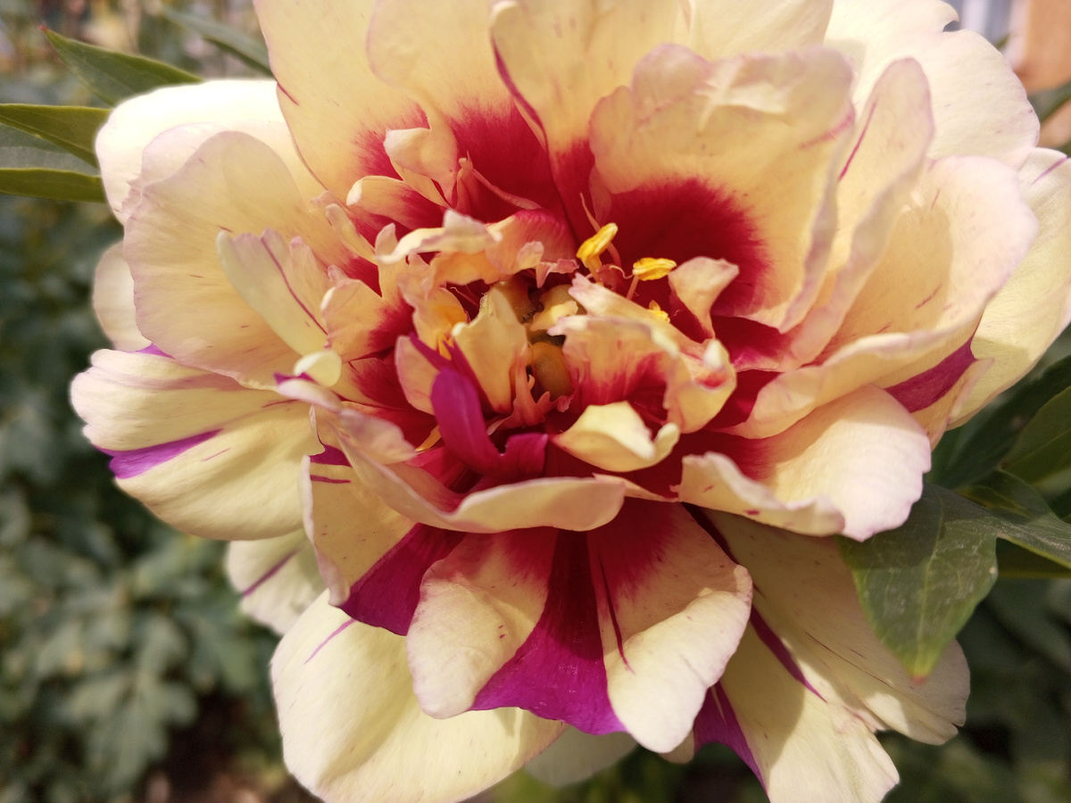 Первое цветение пионов