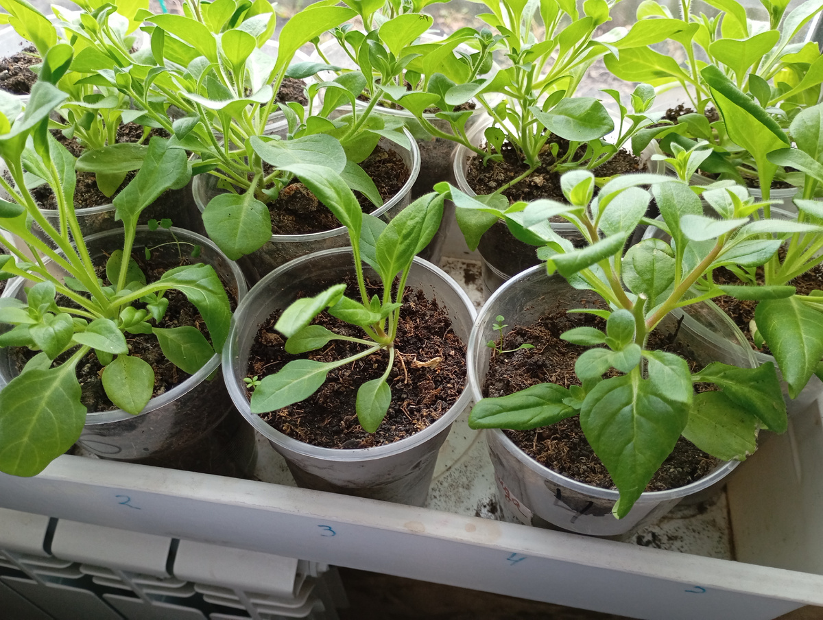 Рассада петунии, фото автора.