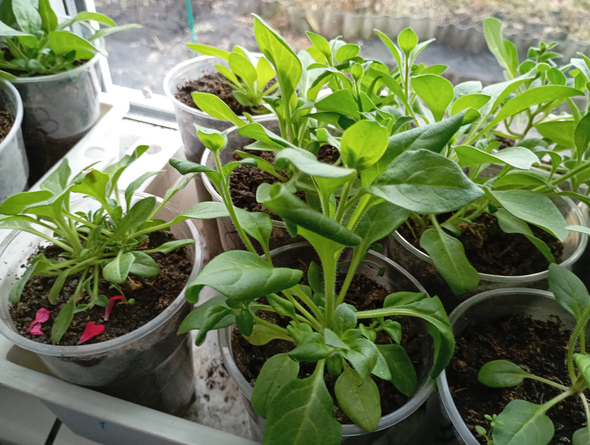 Рассада петунии, Фото автора.