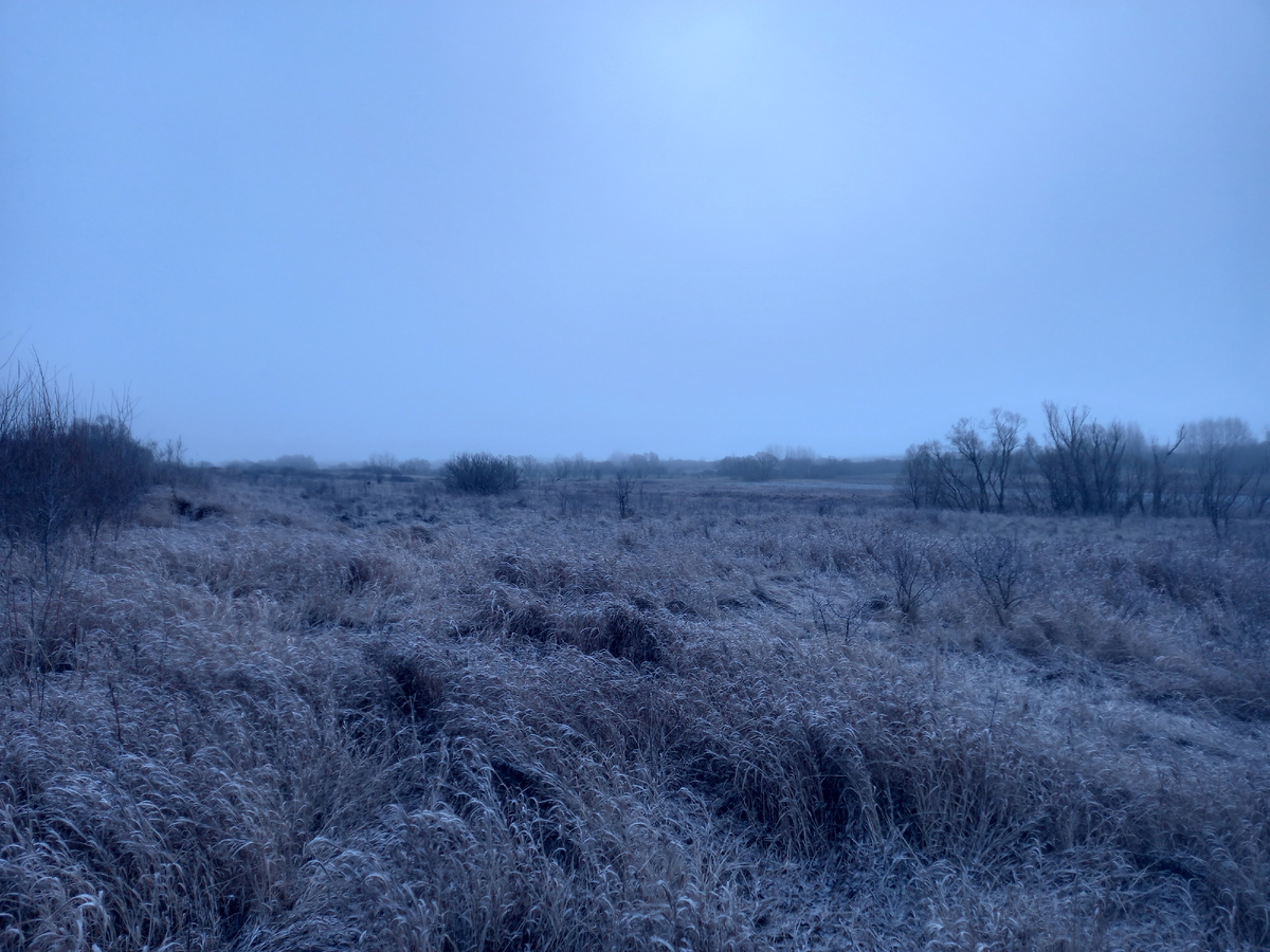 Иней на прошлогодней траве, начало февраля