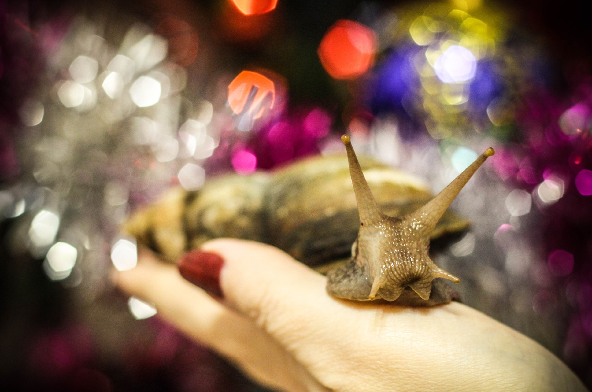 Улитка Верта. Фото автора Ольга Ч.