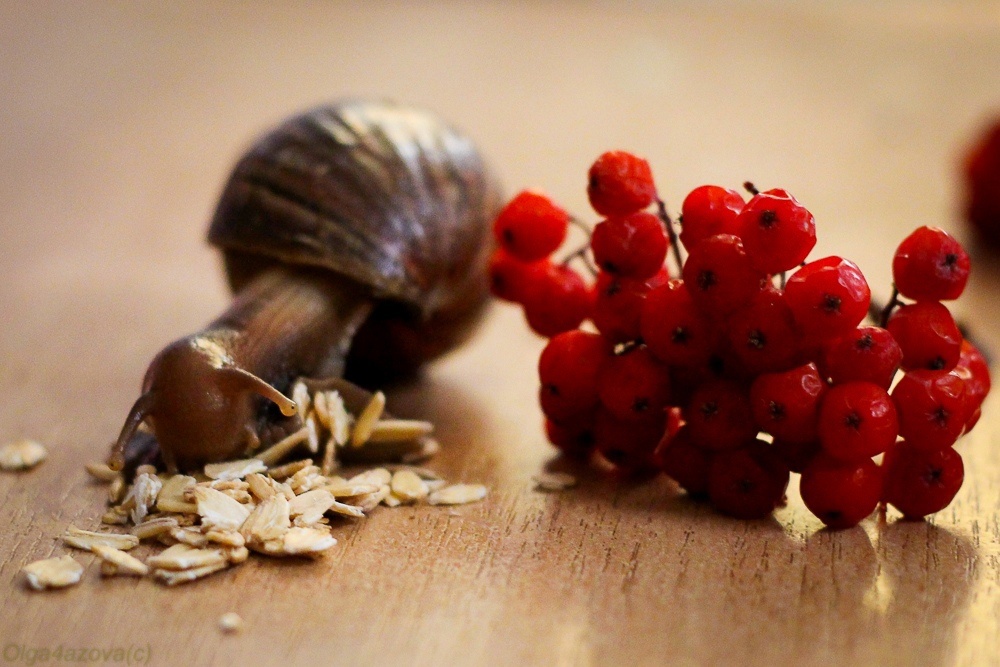 Улитка ахатин ест геркулес. Фото автора: Ольга Ч.